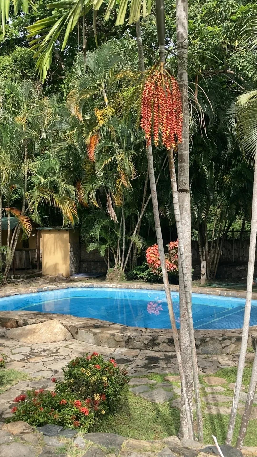 Cacao y Sueños - Imagen 4