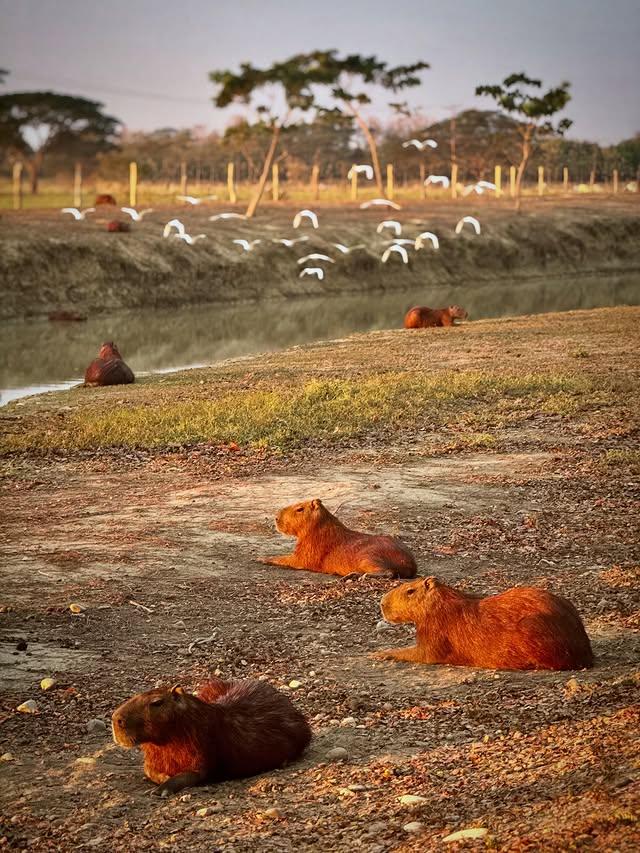 Posada Doña Barbara background
