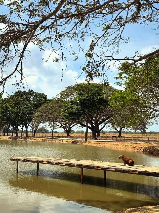 Posada Doña Barbara background