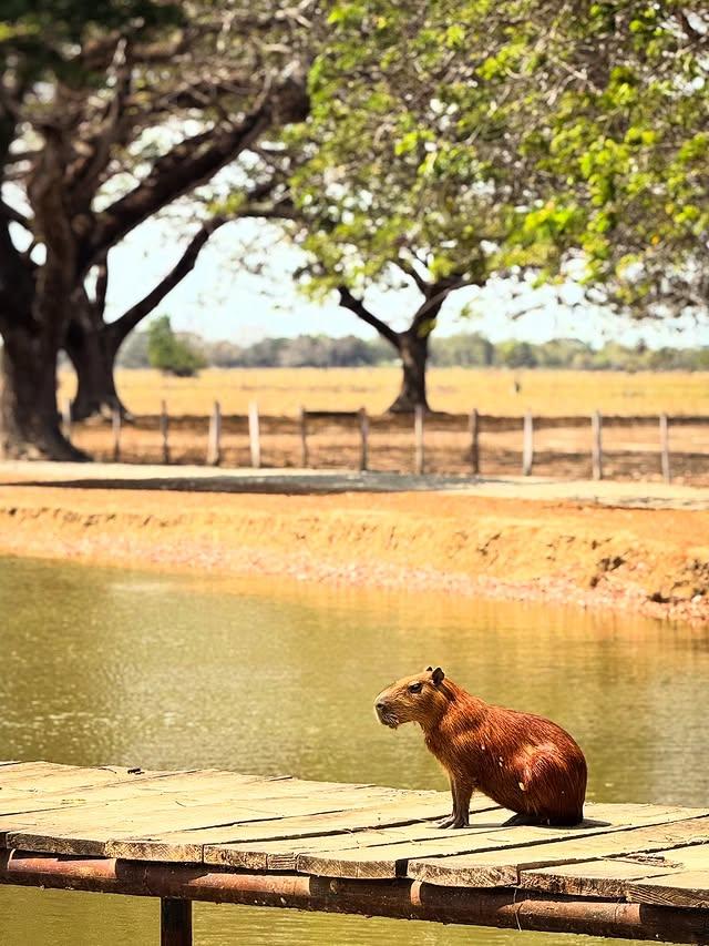 Posada Doña Barbara background