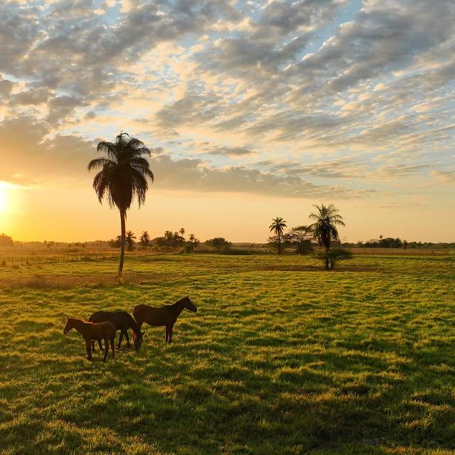 Posada Doña Barbara background