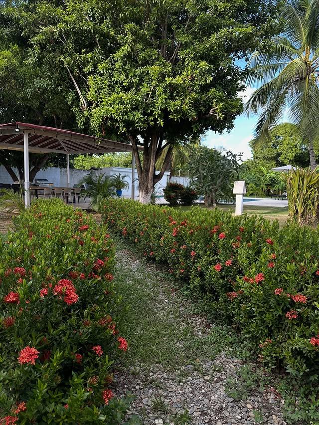 Casa Amaloha background